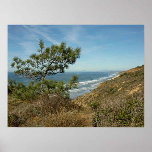 Torrey Pine och Kaliforniens kustlinje landskap Poster (Framsidan)