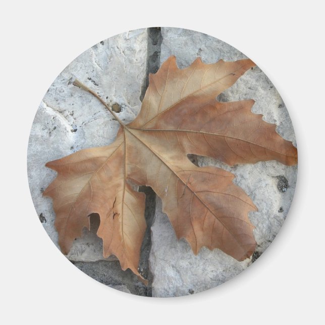 Torrmapel löv magnet (Framsidan)