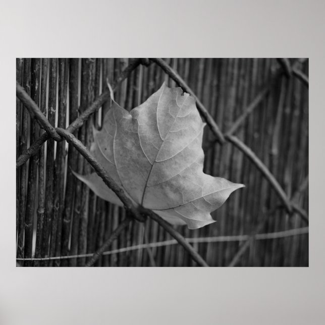 Torrmapeln Löv - Poster (Framsidan)