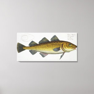 Torsk (Gadus Morhua) pläterar LXIV från Canvastryck