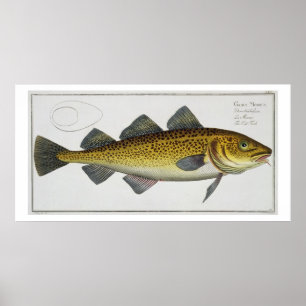 Torsk (Gadus Morhua) platta LXIV från "Ichthyologi Poster