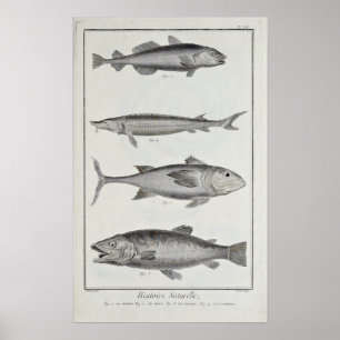 Torsk, tonfisk, lax och stenfisk poster