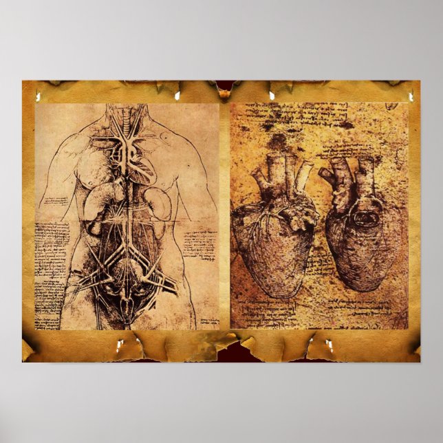 Torso/ hjärta och dess blodkärl hos kvinnor poster (Framsidan)