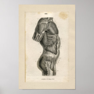 Torso Muscles Vintage Anatomy Print Poster