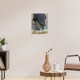 Törstig Kråka Dricker Vatten Fotografisk Poster