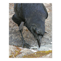 Törstig Kråka Dricker Vatten Fotografisk