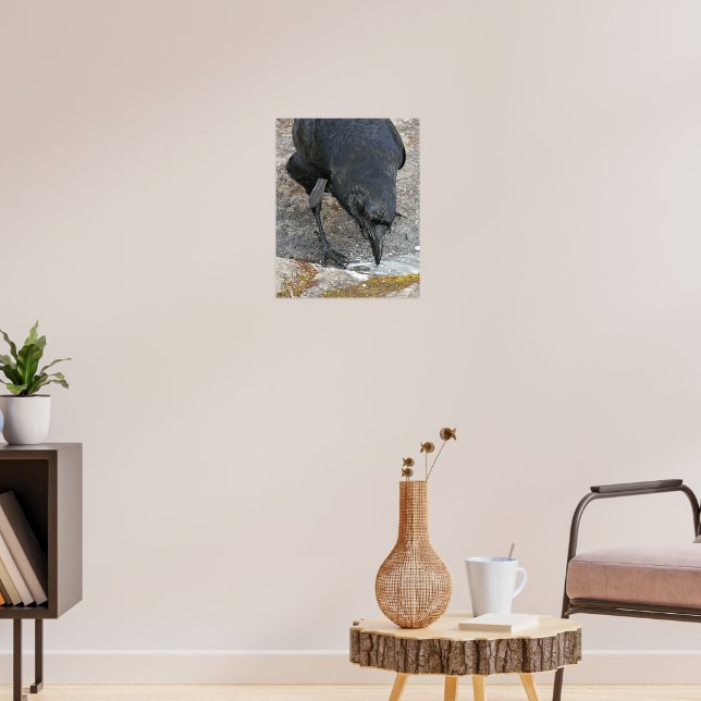 Törstig Kråka som dricker Vatten fotografiskt Poster (Vardagsrum 3)