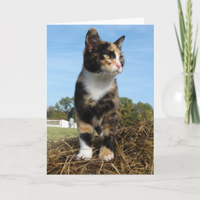 Torti Cat på Hay Bale Kort (Framsida)