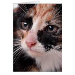 Torti Kitten Blank Inside Tillfällen Hälsningskort