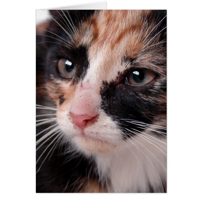 Torti Kitten Blank Inside Tillfällen Hälsningskort (Framsidan)