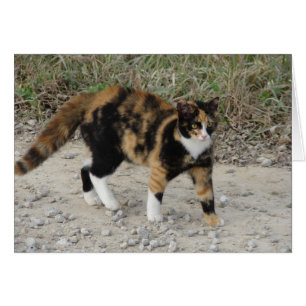 Torti Spooking Hälsningskort