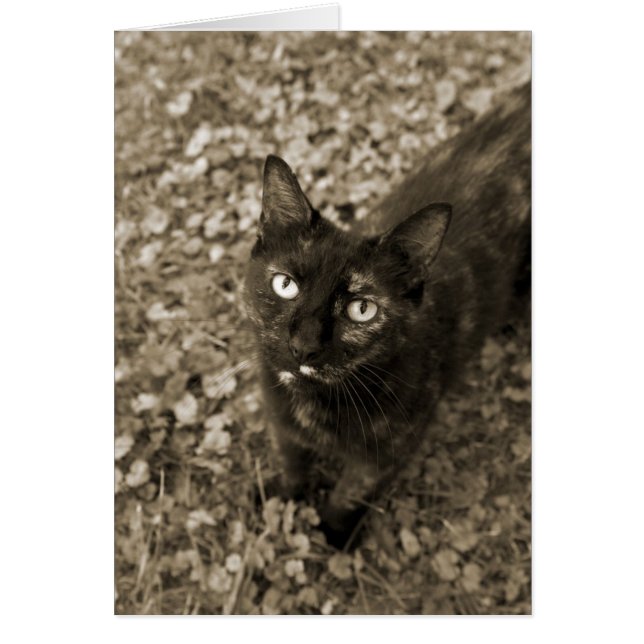 Tortie Cat Cards OBS Kort (Framsidan)