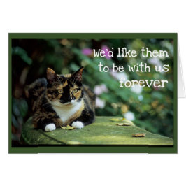 Tortie Cat on Garden Bench - Sympathy Hälsningskort