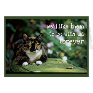 Tortie Cat on Garden Bench - Sympathy Hälsningskort