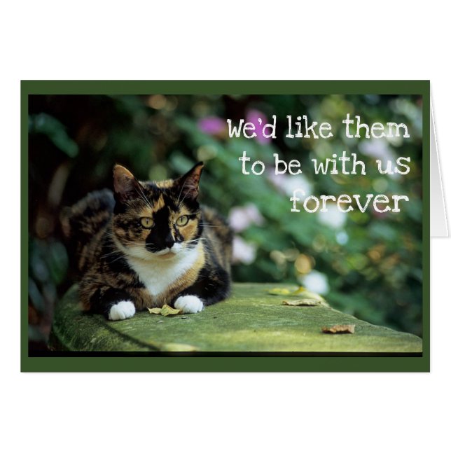 Tortie Cat on Garden Bench - Sympathy Hälsningskort (Framsidan Horizontal)