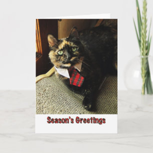 Tortie säsong kort för hälsning, Starring Binga