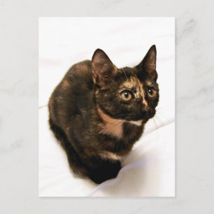 Tortitude-vykort Vykort
