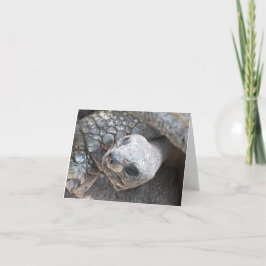 Tortoise Ansikte på en blank notecard Anteckningskort
