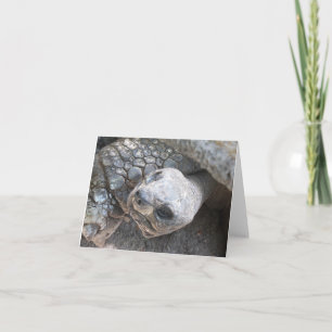 Tortoise Ansikte på en blank notecard Anteckningskort
