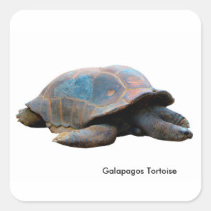 Tortoise-bild för Square-Stickers-Glossy Fyrkantigt Klistermärke