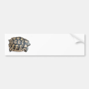 Tortoise Bildekal