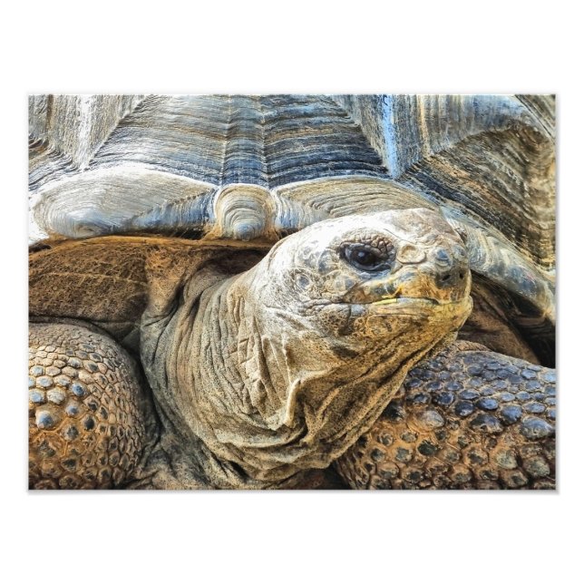 TORTOISE FOTOTRYCK (Framsidan)