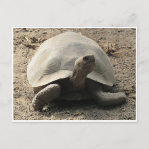 tortoise galápagos vykort