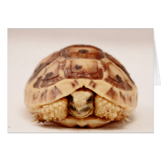 Tortoise gömmande i snäcka hälsningskort