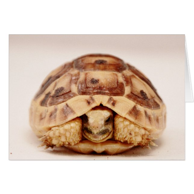 Tortoise gömmande i snäcka hälsningskort (Framsidan Horizontal)