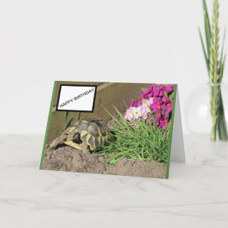 Tortoise Grattis på födelsedagen Card Kort