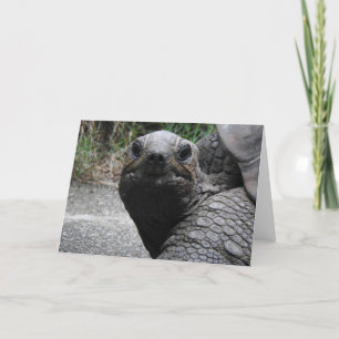 Tortoise Greeting Card Kort