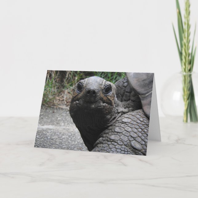 Tortoise Greeting Card Kort (Framsida)