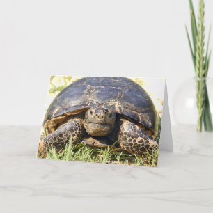 Tortoise Greeting Card Kort