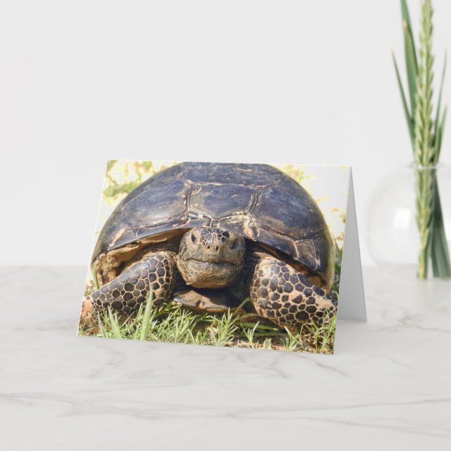 Tortoise Greeting Card Kort (Framsida)
