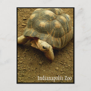 Tortoise i Indianapolis Zoo Vykort