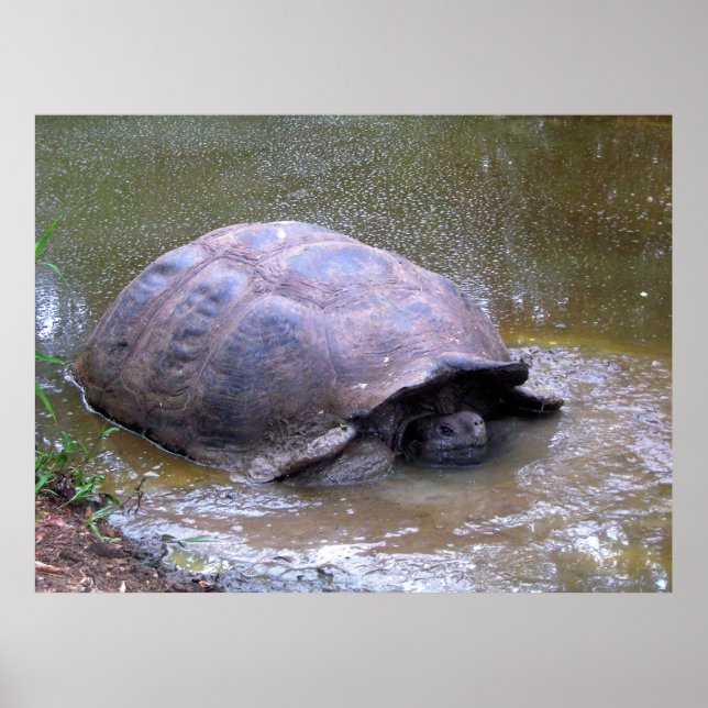 Tortoise i Lera Poster (Framsidan)