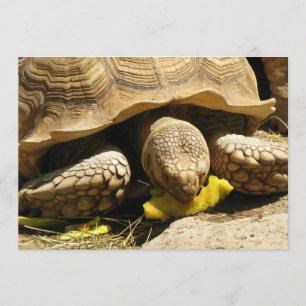 Tortoise-inbjudan Inbjudningar