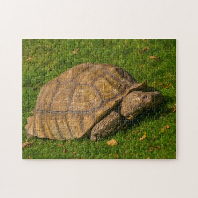 Tortoise Jigszawa puzzle Pussel (Horisontell)