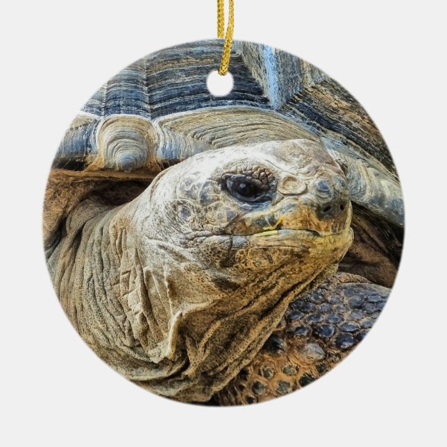 TORTOISE JULGRANSPRYDNAD KERAMIK (Framsidan)