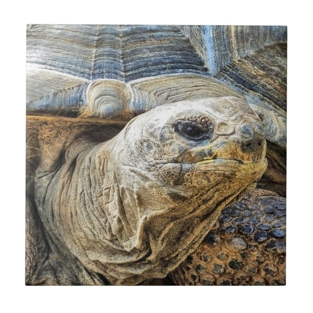 TORTOISE KAKELPLATTA (Framsidan)