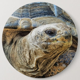 TORTOISE KNAPP