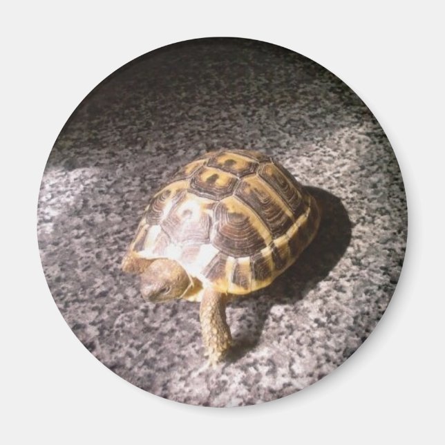 Tortoise Magnet (Framsidan)