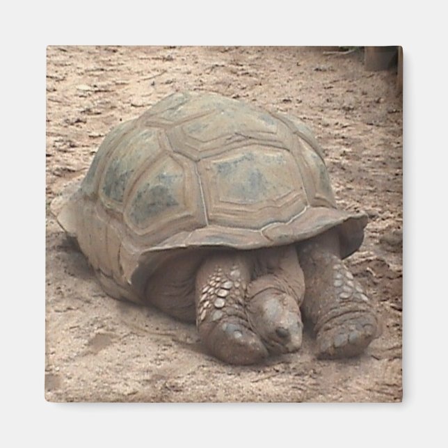 Tortoise Magnet (Framsidan)