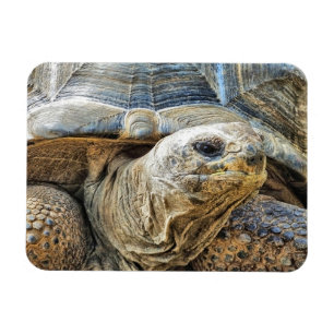 TORTOISE MAGNET