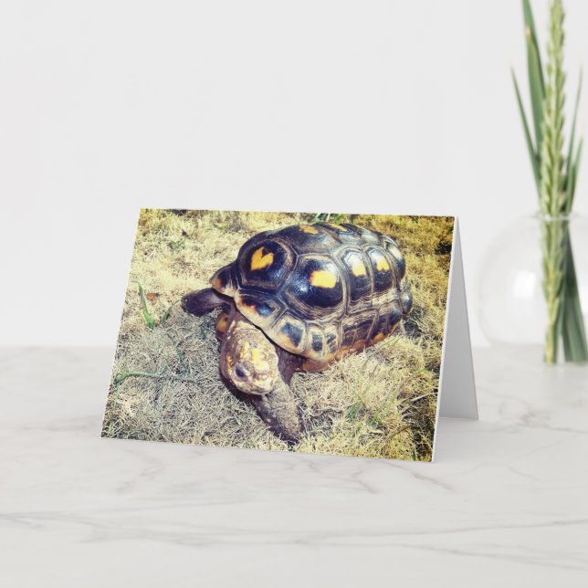 Tortoise med hjärta mönster Valentine Helgdag Card Helgkort (Framsida)