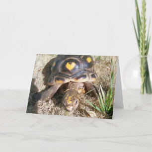 Tortoise med hjärta mönster Valentine Helgkort