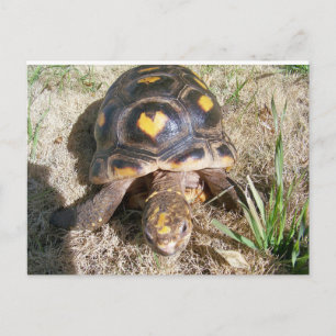 Tortoise med hjärta mönster vykort