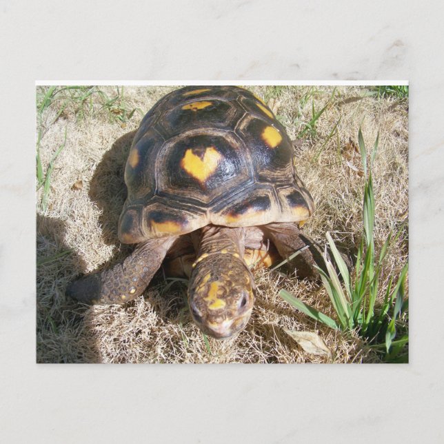 Tortoise med hjärta mönster vykort (Framsida)