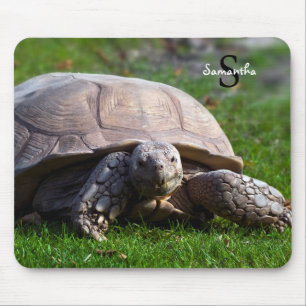 Tortoise Musmatta