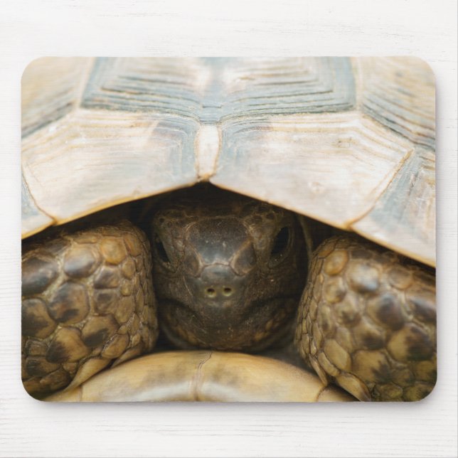 Tortoise Musmatta (Framsidan)